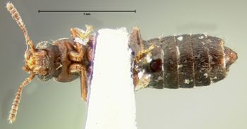 Media type: image; Entomology 6565   Aspect: habitus ventral view